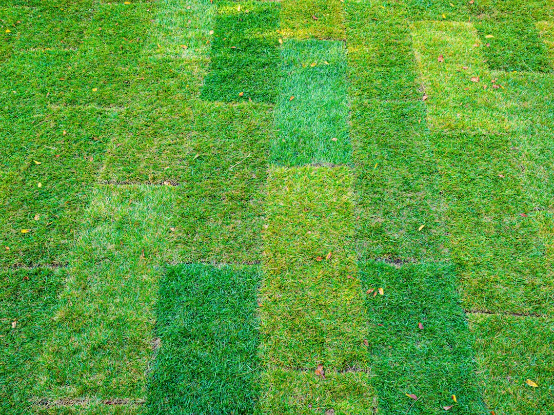 freshly laid turf grass